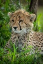 Close-up of cheetah cub lying in shade Royalty Free Stock Photo