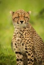 Close-up of cheetah cub sitting closing eyes Royalty Free Stock Photo