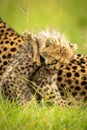 Close-up of cheetah cub sitting licking chest