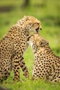 Close-up of cheetah cub sitting licking mother