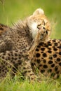 Close-up of cheetah cub sitting licking paw