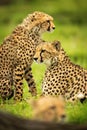 Close-up of cheetah cub sitting by mother Royalty Free Stock Photo