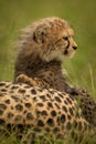 Close-up of cheetah cub sitting pawing mother Royalty Free Stock Photo