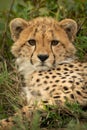 Close-up of cheetah cub staring at camera Royalty Free Stock Photo