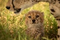 Close-up of cheetah cub staring at mother Royalty Free Stock Photo