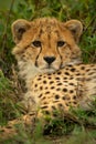 Close-up of cheetah cub staring towards camera Royalty Free Stock Photo