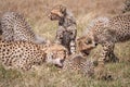 Close-up of cheetah and cubs eating carcase