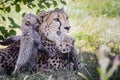 Portrait cheetah cubs with mother