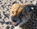 Portrait of Cheetah at Etosha National Park, Namibia Royalty Free Stock Photo