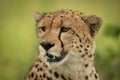Close-up of cheetah face against green background Royalty Free Stock Photo