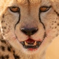 Close-up of cheetah face with bloody mouth Royalty Free Stock Photo