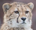 Close up of a cheetah face, brown eyes Royalty Free Stock Photo