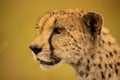 Close-up of cheetah face with green bokeh Royalty Free Stock Photo