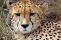 Close up Cheetah in Namibia Royalty Free Stock Photo