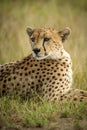 Close-up of cheetah in grass looking round Royalty Free Stock Photo