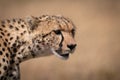Close-up of cheetah head with bloodied face Royalty Free Stock Photo