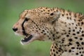 Close-up of cheetah head with open mouth