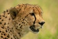 Close-up of cheetah head with open mouth