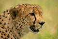 Close-up of cheetah head with open mouth Royalty Free Stock Photo