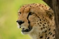 Close-up of cheetah head by tree trunk