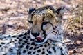 Close up of a cheetah licking its lips