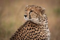 Close-up of cheetah looking back over shoulder Royalty Free Stock Photo