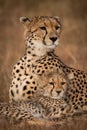 Close-up of cheetah looking out over cub Royalty Free Stock Photo