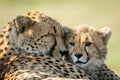 Close-up of cheetah lying asleep with cub