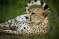 Close-up of cheetah lying in long grass Royalty Free Stock Photo