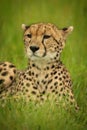 Close-up of cheetah lying in long grass Royalty Free Stock Photo