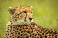 Close-up of cheetah lying looking over shoulder Royalty Free Stock Photo