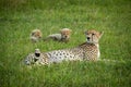 Close-up of cheetah lying near two cubs Royalty Free Stock Photo