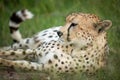 Close-up of cheetah lying in tall grass Royalty Free Stock Photo