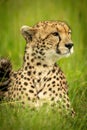 Close-up of cheetah lying in tall grass Royalty Free Stock Photo