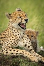 Close-up of cheetah lying yawning with cub