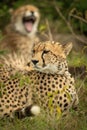 Close-up of cheetah lying by yawning cub Royalty Free Stock Photo