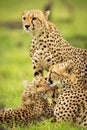 Close-up of cheetah beside mother and cub Royalty Free Stock Photo