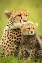 Close-up of cheetah mother lying with cub Royalty Free Stock Photo