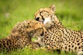 Close-up of cheetah mother lying licking cub Royalty Free Stock Photo