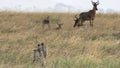 Close up of a cheetah pair stalking antelope at serengeti national park Royalty Free Stock Photo