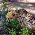 Close-Up Of A Cheetah Prowling