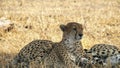 Close up of a cheetah resting in the shade of a tree at tarangire national park Royalty Free Stock Photo