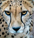 Close up of cheetah`s face Royalty Free Stock Photo