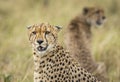 Close up on cheetah`s face in Masai Mara in Kenya Royalty Free Stock Photo