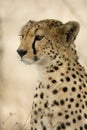Close-up of a Cheetah, Serengeti