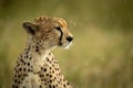 Close-up of cheetah sitting as raindrops fall