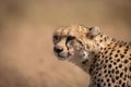 Close-up of cheetah sitting with bloodied face Royalty Free Stock Photo