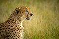 Close-up of cheetah sitting in grass staring Royalty Free Stock Photo