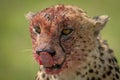 Close-up of cheetah sitting licking bloody nose