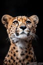 A close up of a cheetah staring at the camera Royalty Free Stock Photo